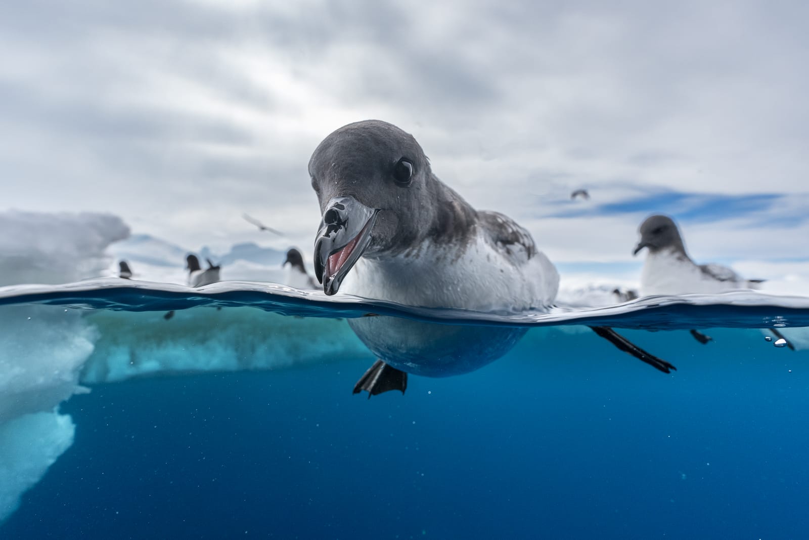 a group of penguins swims in arctic water, with one up-close to the camera looking very cheerful