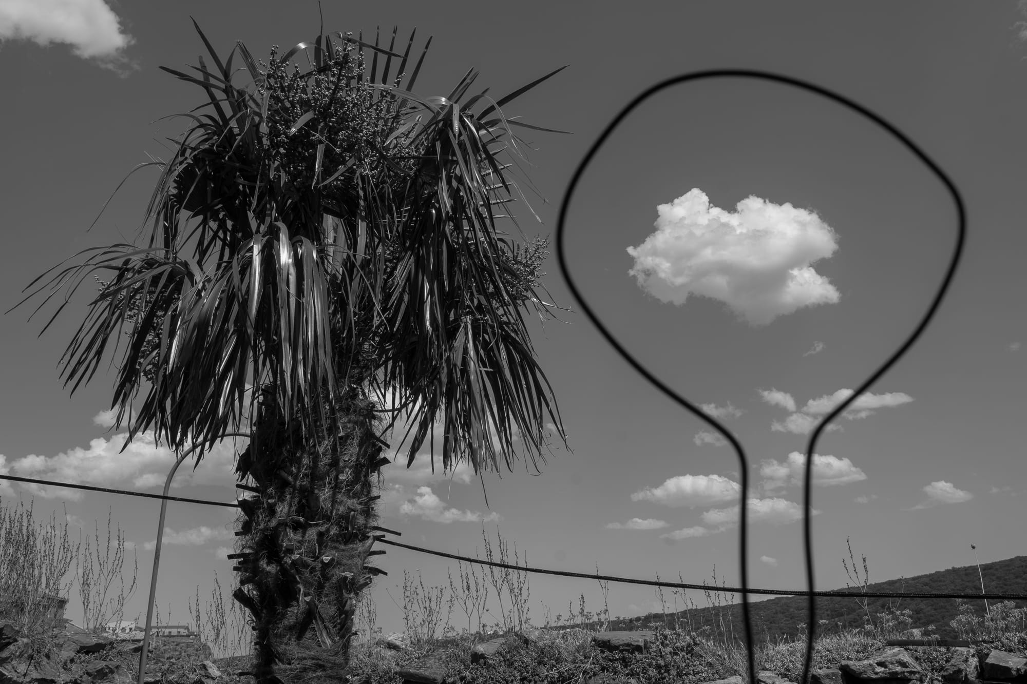 a black-and-white photo of a palm tree and a cloud framed in a round wire shape