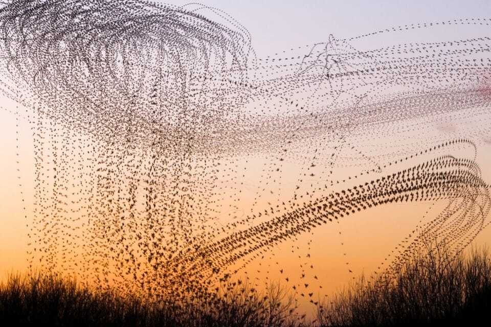 a sunset timelapse photo of a landscape with a dramatic murmuration of starlings