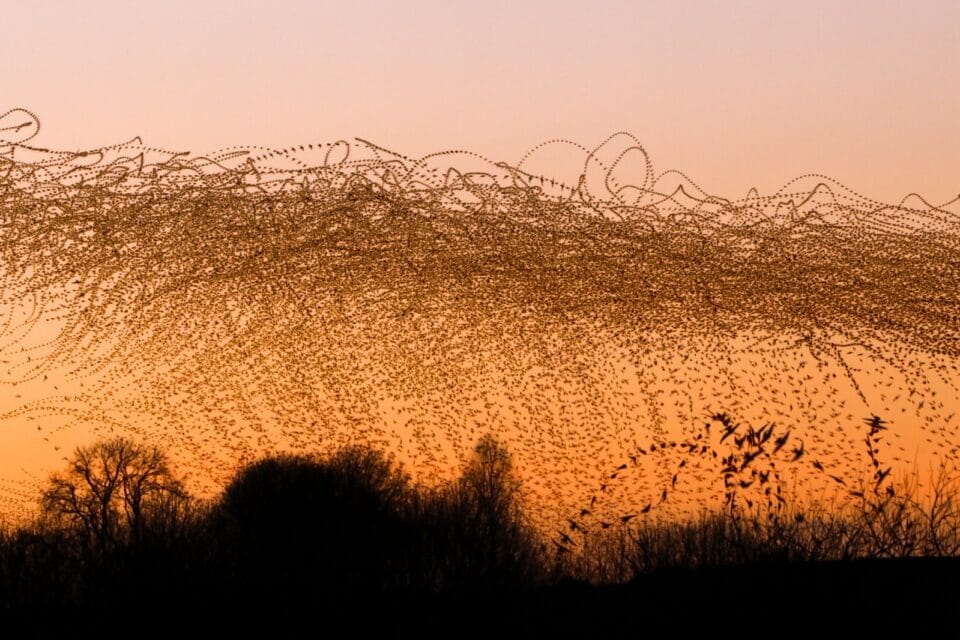 a sunset timelapse photo of a landscape with a dramatic murmuration of starlings