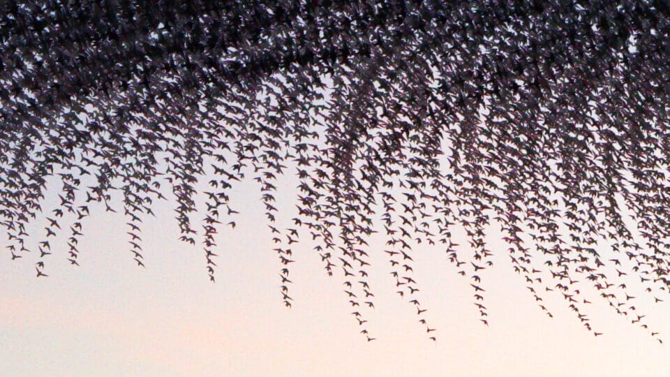 a timelapse photo of a dramatic murmuration of starlings making linear patterns