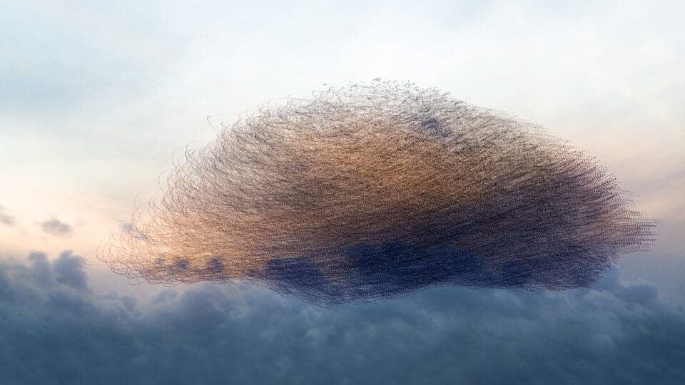 a sunset timelapse photo of a landscape with a dramatic murmuration of starlings