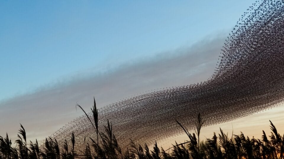 a sunset timelapse photo of a landscape with a dramatic murmuration of starlings