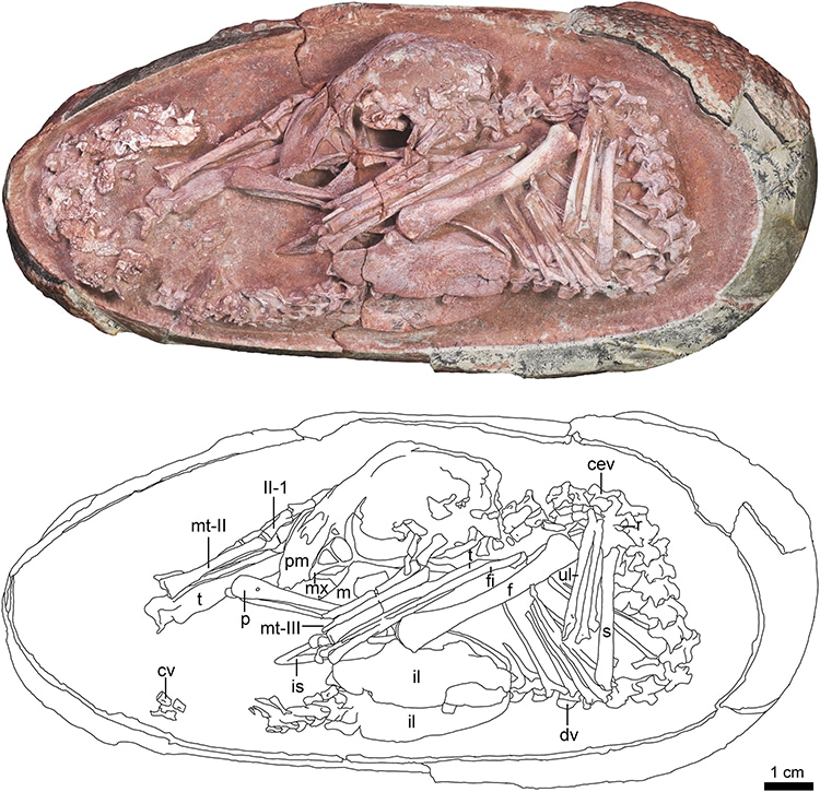 Fossile embryon dinosaure 