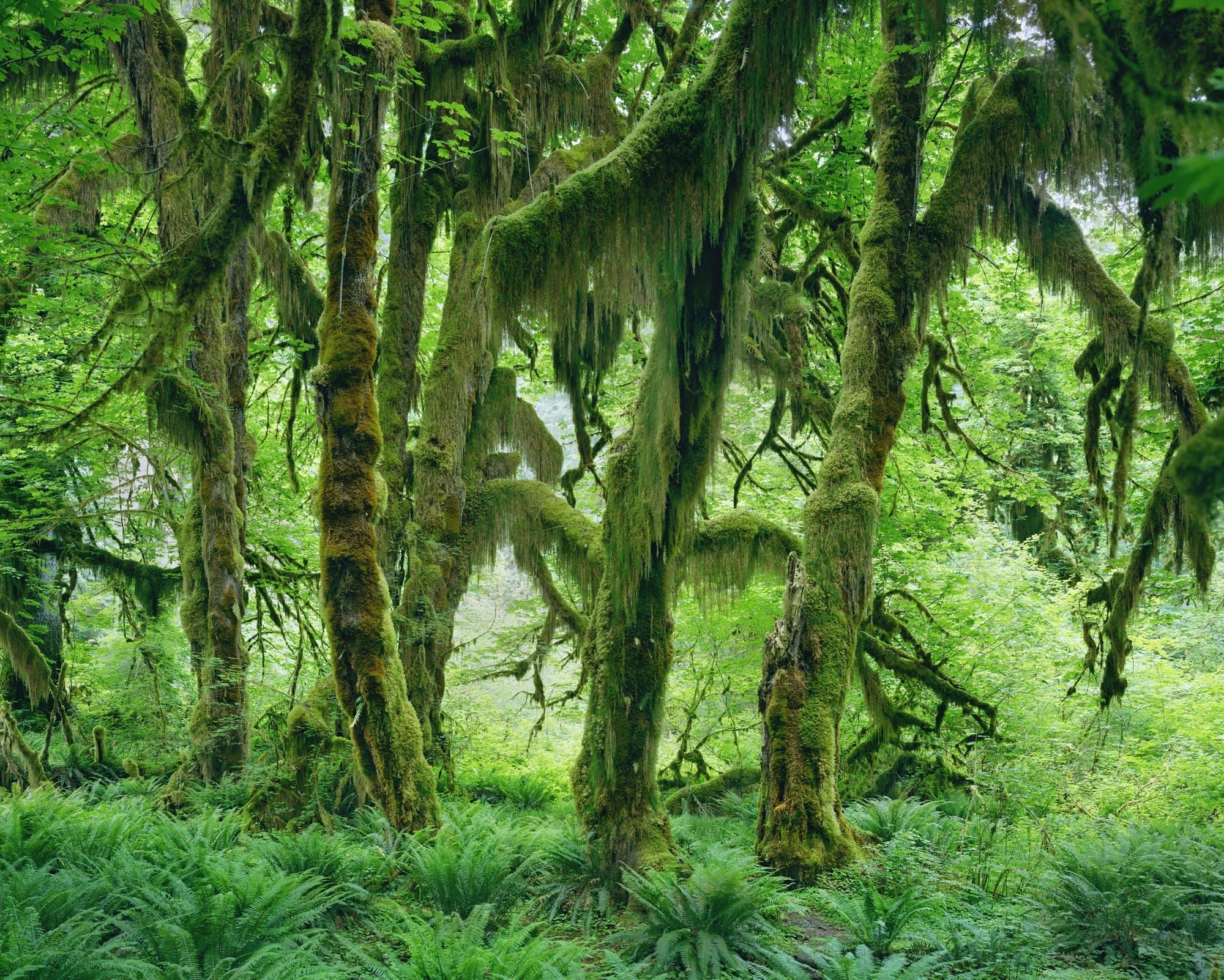 a dense grove covered in moss and ferns