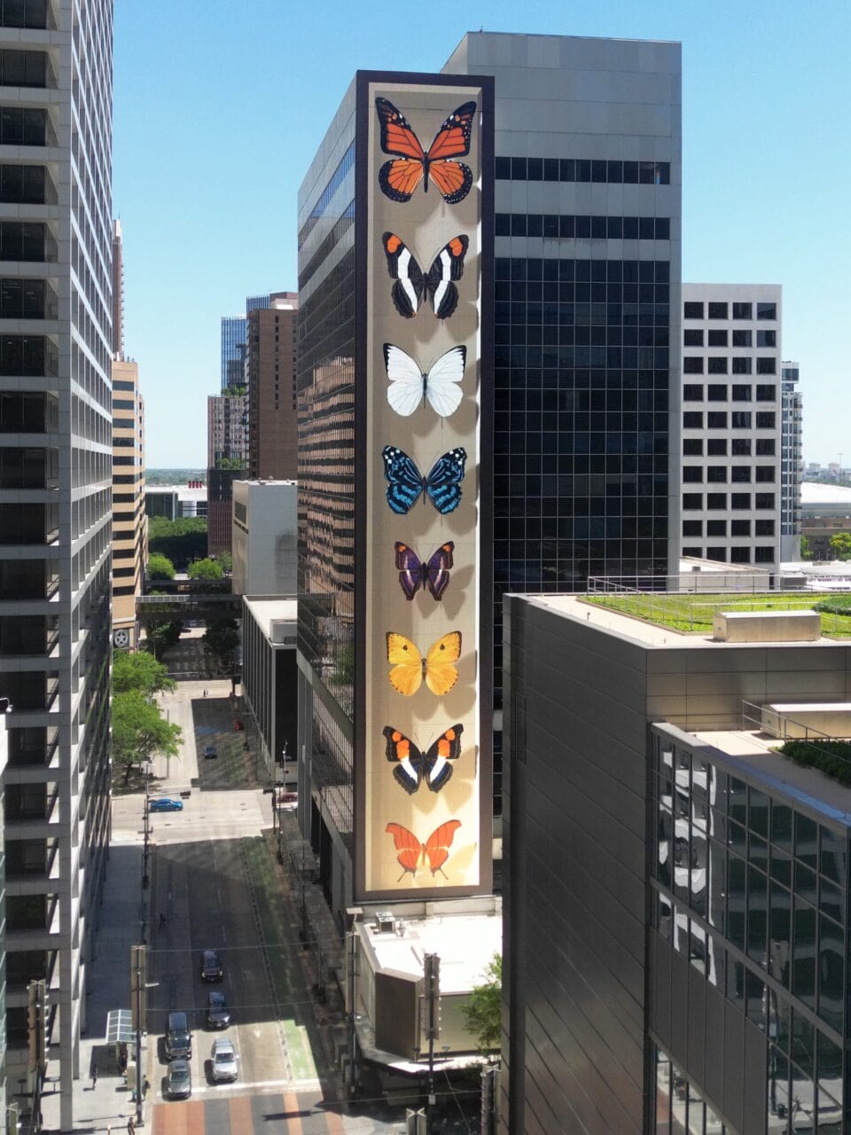 a giant mural on the side of a multistory building of realistic butterflies arranged as if in a specimen case