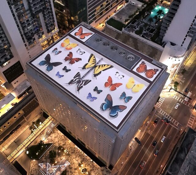 an aerial view of a giant rooftop mural of realistic butterflies arranged as if in a specimen case