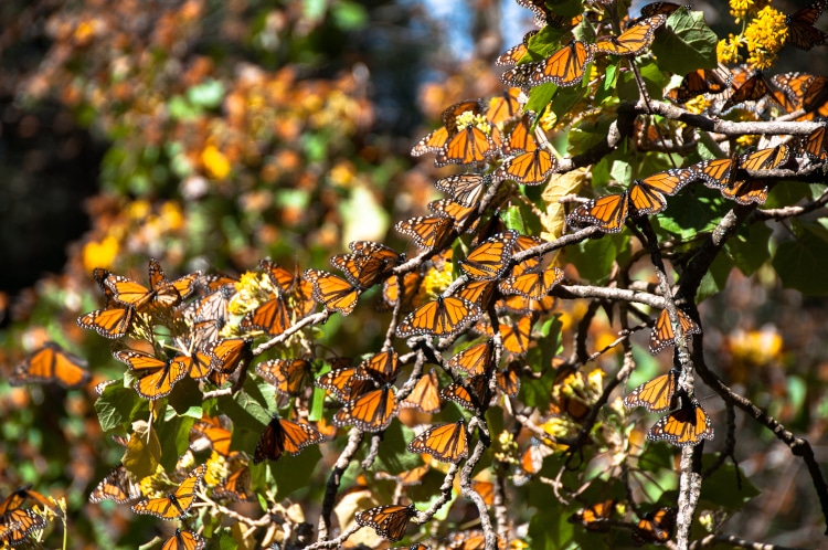 Monarch butterflies