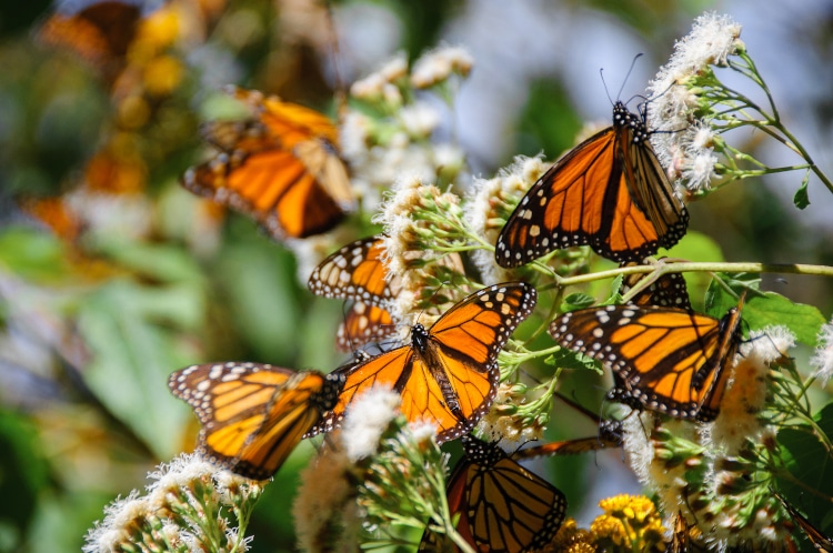 Monarch butterflies on a branch