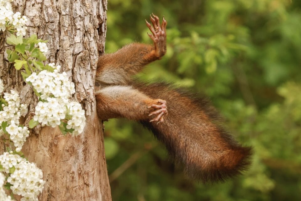 the feet and tail of a red squirrel sticking out of a tree