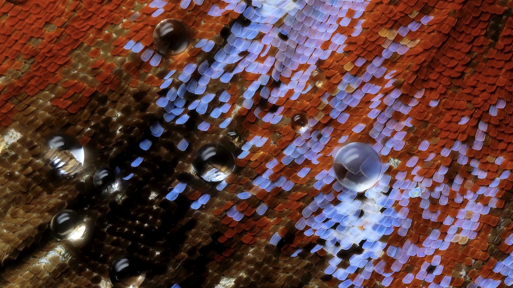 a microscopic image of water droplets evaporating from the wing scales of a peacock butterfly (Aglais io)