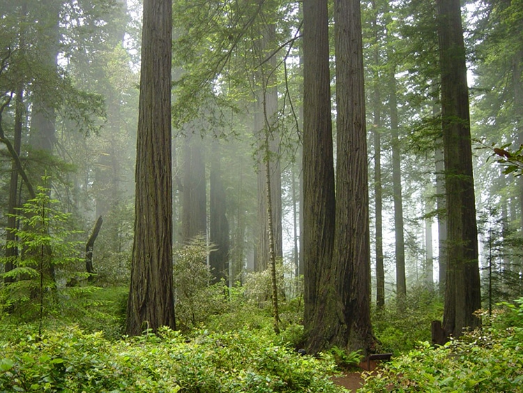 Yurok Tribe in California First to Co-manage Land With National Park Service