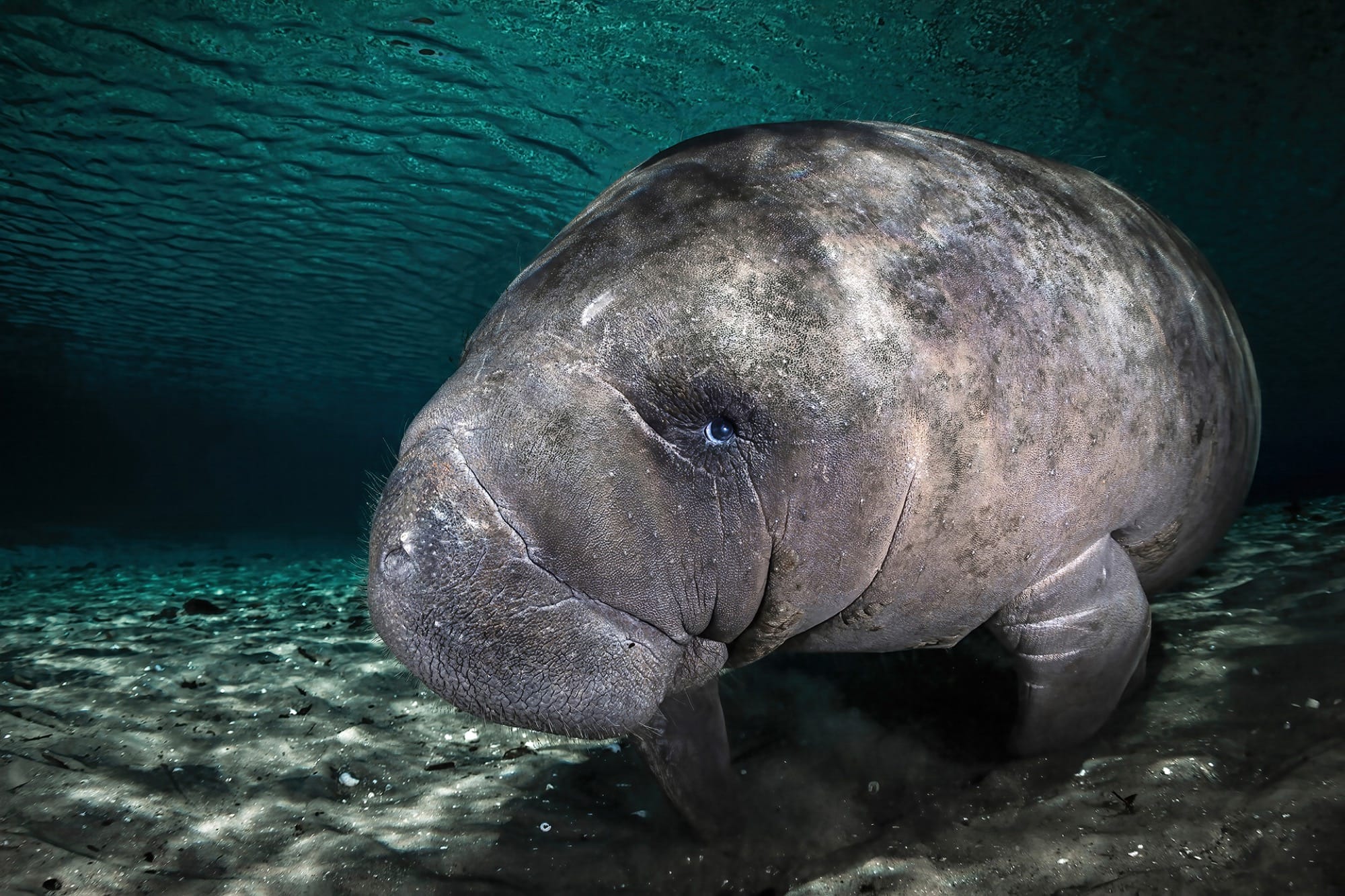 an underwater photo of a baby manatee