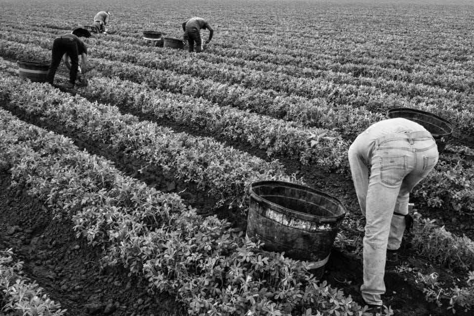 a black and white photo of migrant workers harvesting a field