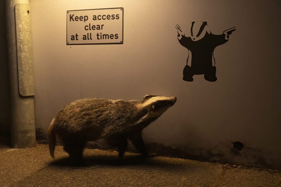 a badger looks up at a mural of a badger holding two guns. a sign above it reads "keep access clear at all times"