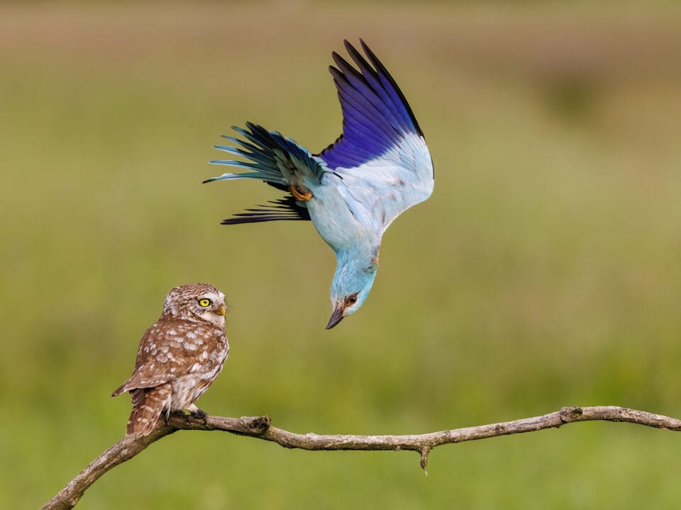 A bright blue and purple European roller defends its territory from a bemused-looking little owl in Kiskunság National Park, Hungary