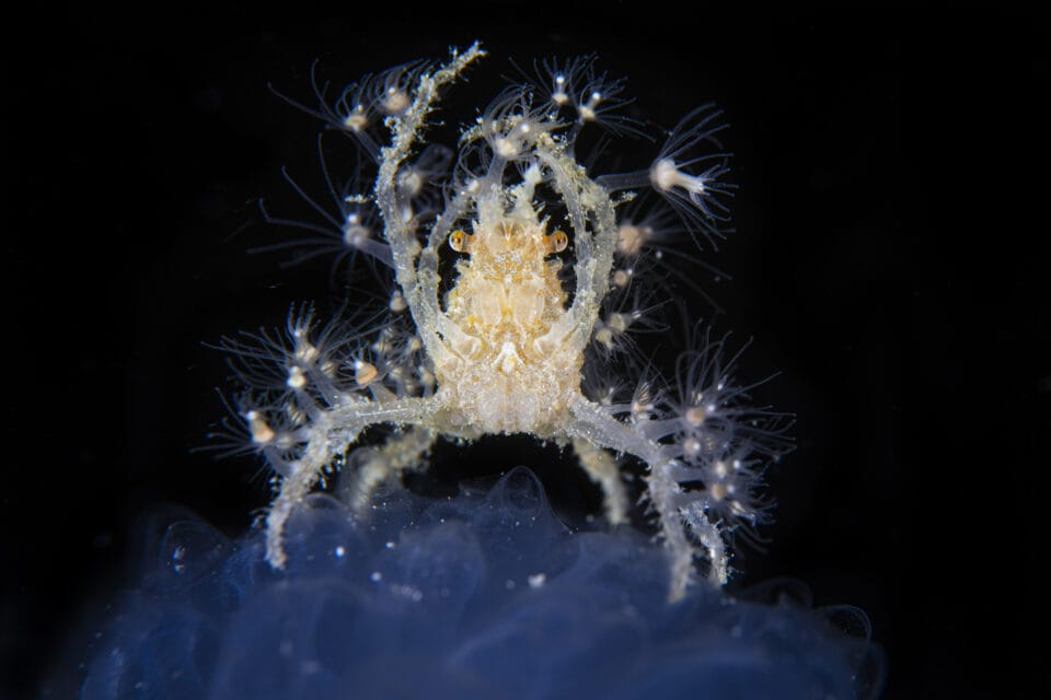 A decorator crab perches on top of a sea squirt to comb the water for drifting plankton against a deep blue background